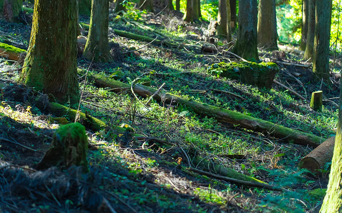 つくって奏でる森の音楽会〜五感で楽しむ東京森林ツアーイメージ画像15