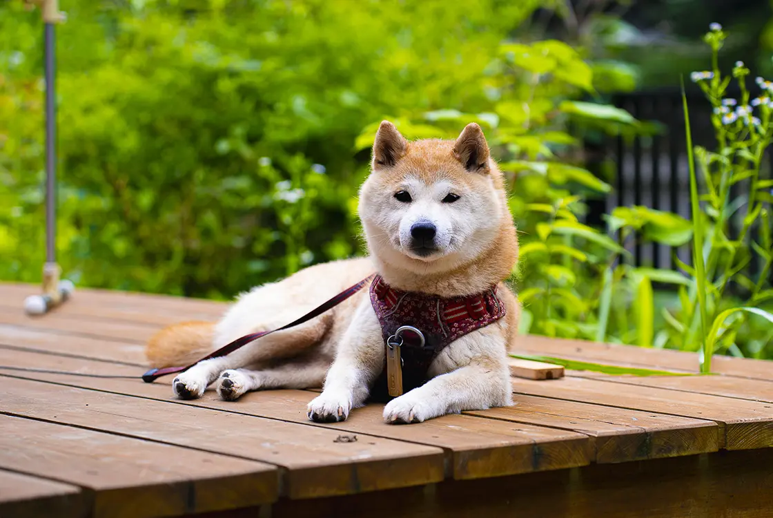 あきがわ木工連イメージ写真6