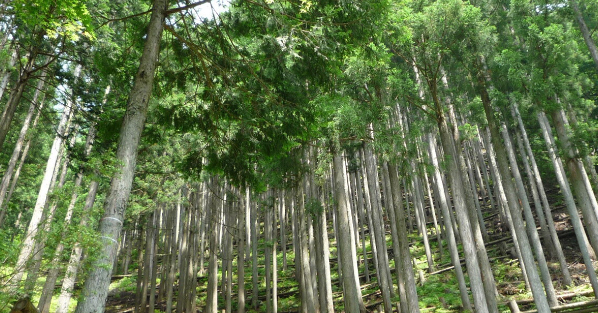 ⑧日本森林樹木図譜　講談社　定価42000円 ⑧日本森林樹木図譜 講談社 本